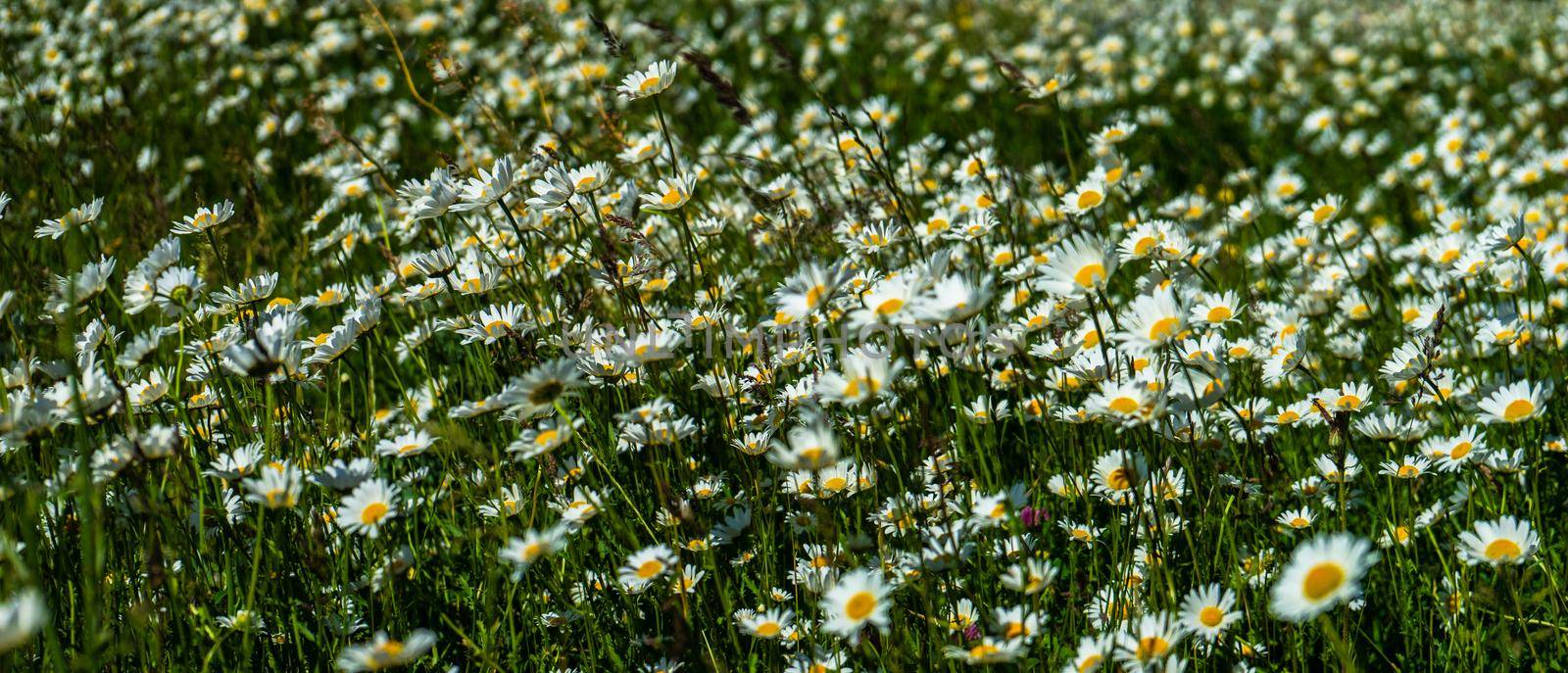 Summer wild meadow by Elet