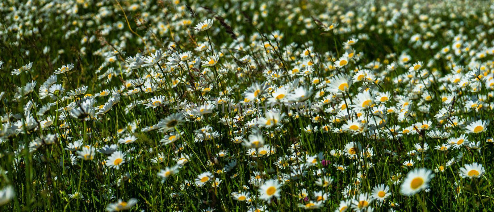 Summer background with rural meadow with wild flowers