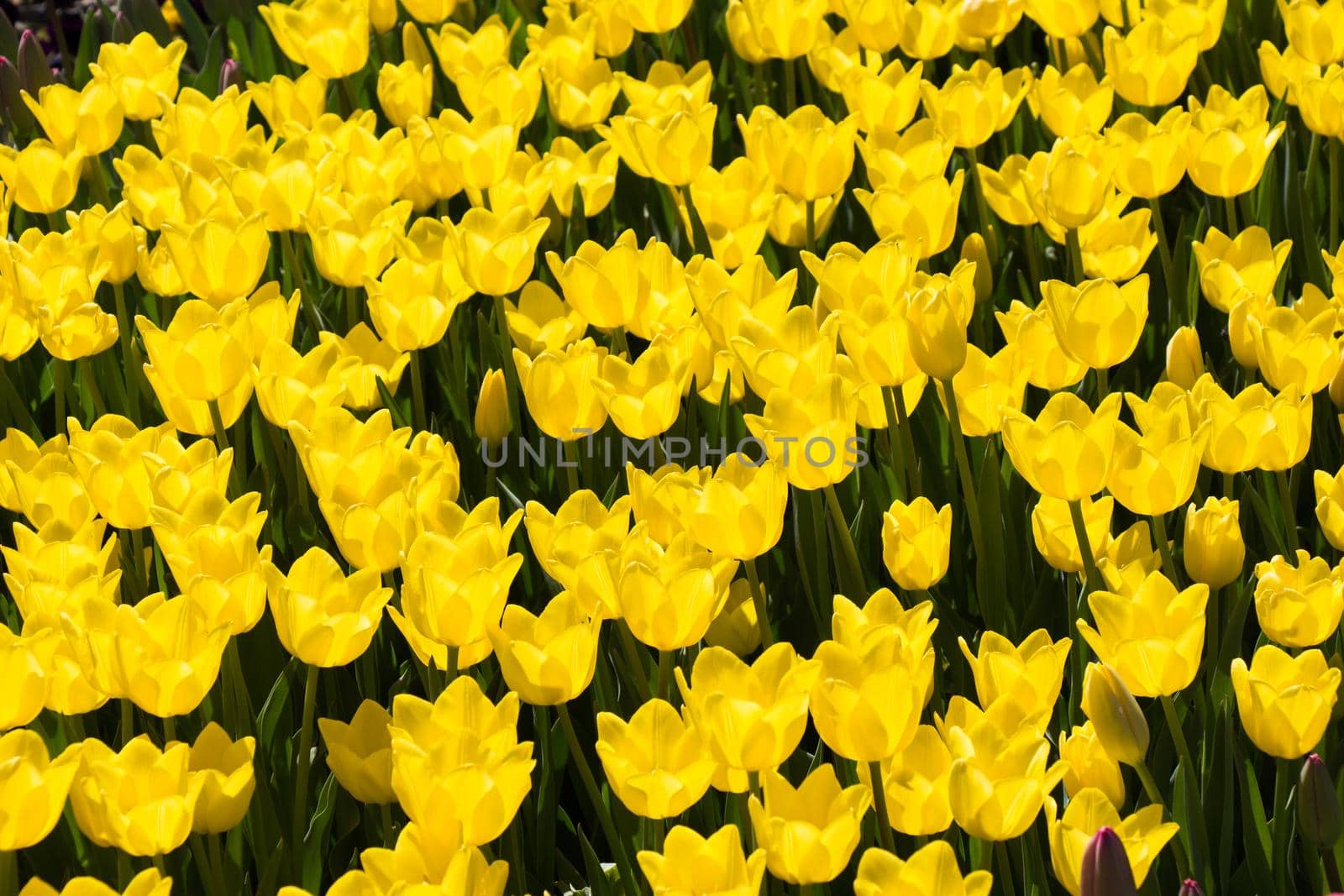 Yellow color Tulips Bloom in Spring in garden