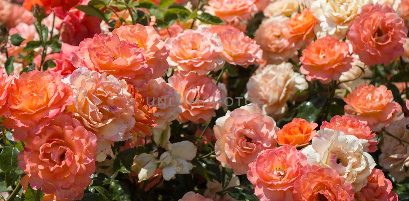 Blooming beautiful bunch of  roses in the garden by berkay