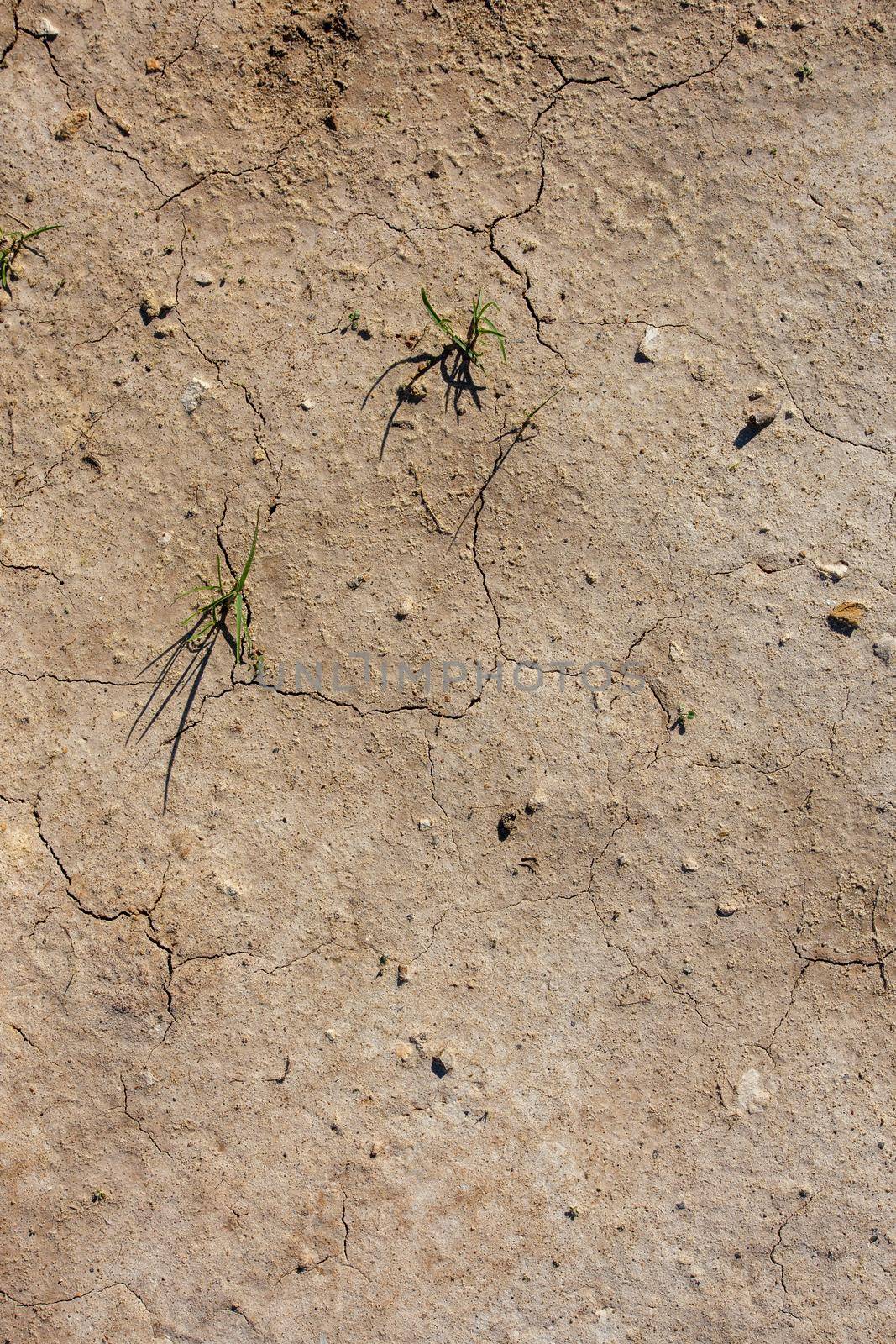 dry desert soil with two grass sprouts in flat lay persperctive by z1b