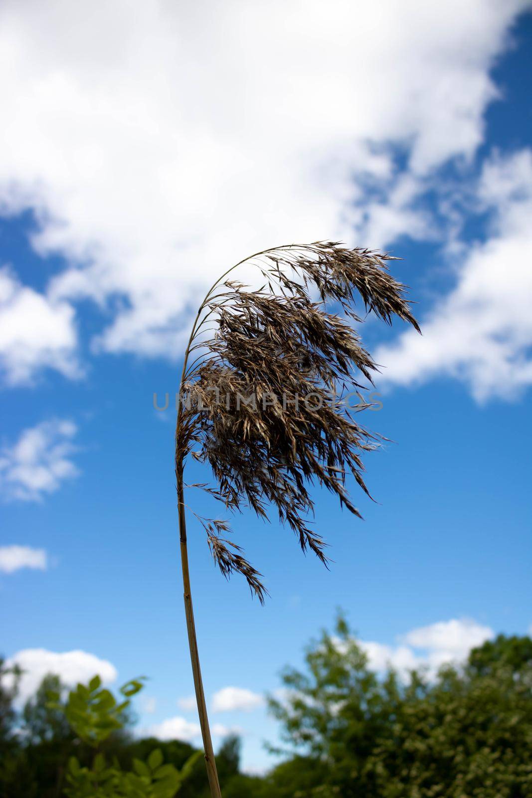 A reed branch against a background of blue sky and white clouds.Pampas grass with light blue sky and clouds.