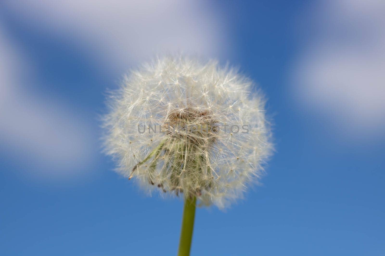 White fluffy dandelion with seeds on the background of blurred clouds and blue sky.