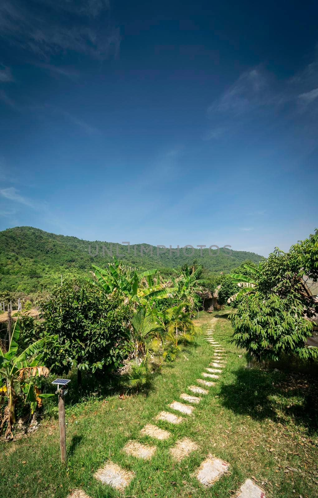 organic tropical fruit farm plantation scenic view near kampot cambodia by jackmalipan