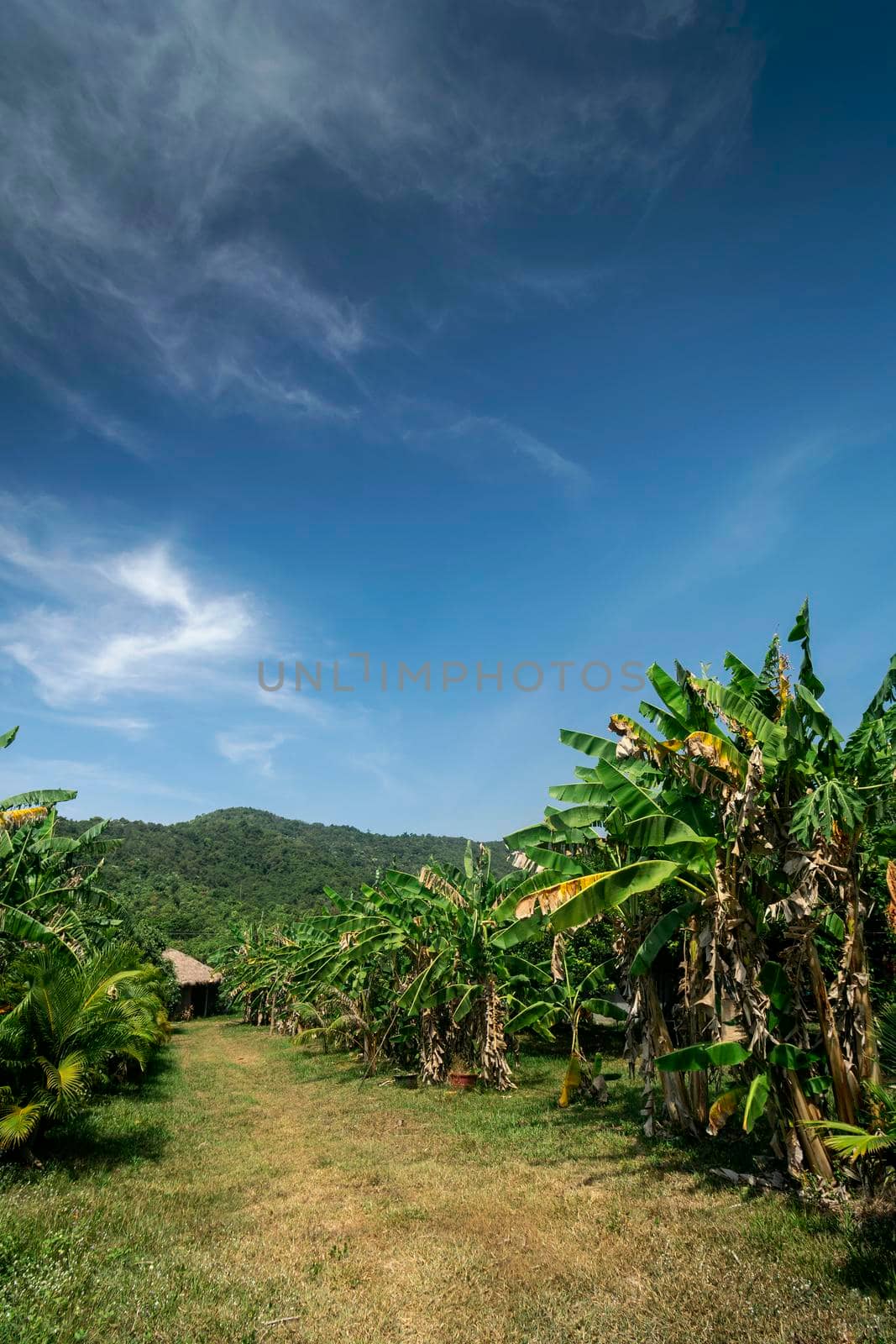 organic tropical fruit farm plantation scenic view on sunny day near kampot cambodia