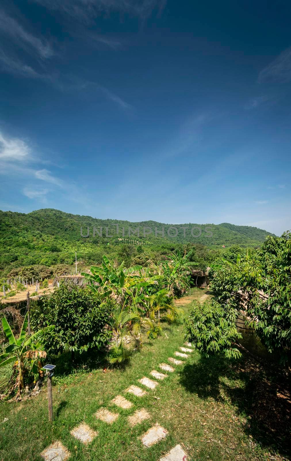 organic tropical fruit farm plantation scenic view on sunny day near kampot cambodia