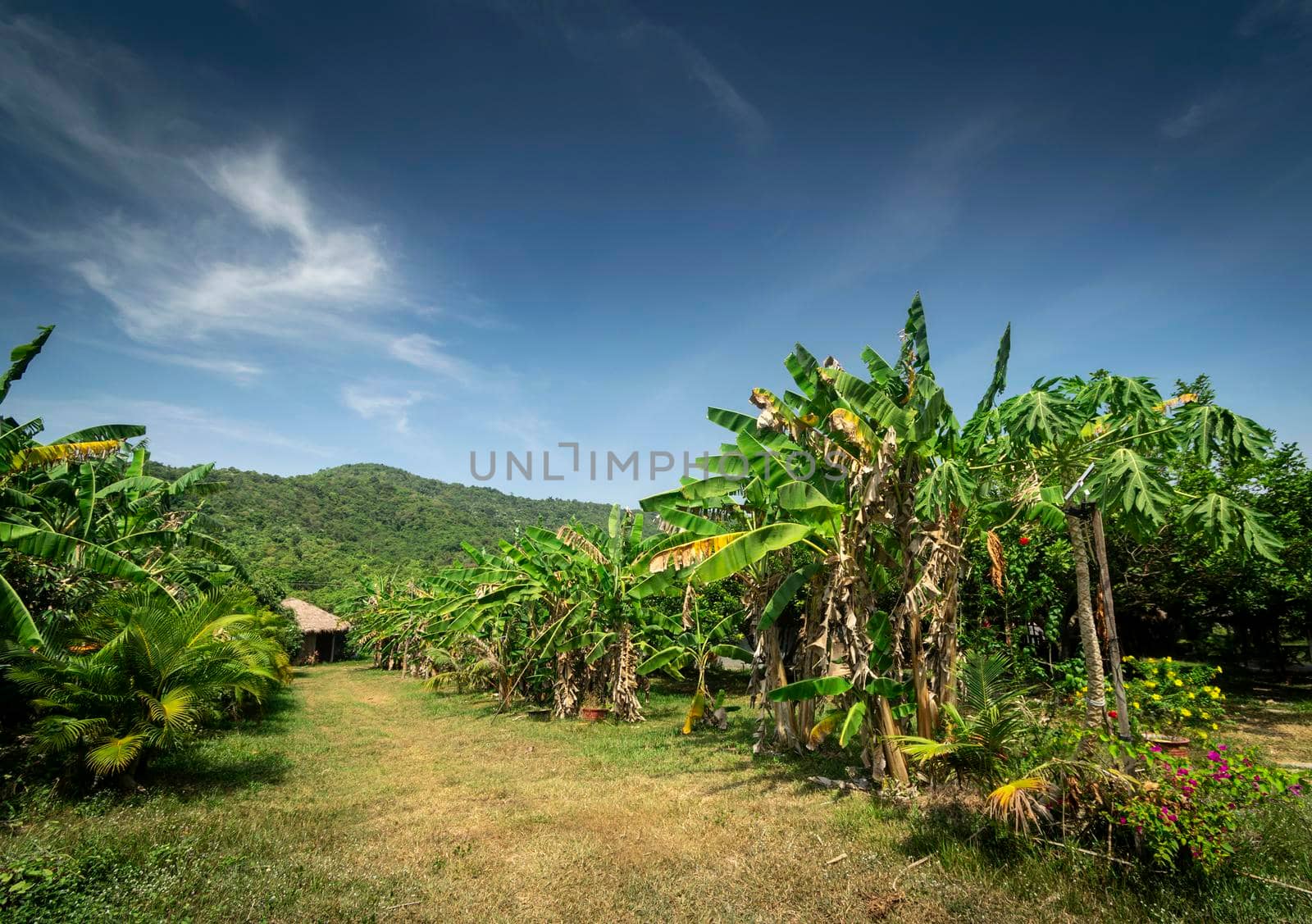 organic tropical fruit farm plantation scenic view near kampot cambodia by jackmalipan