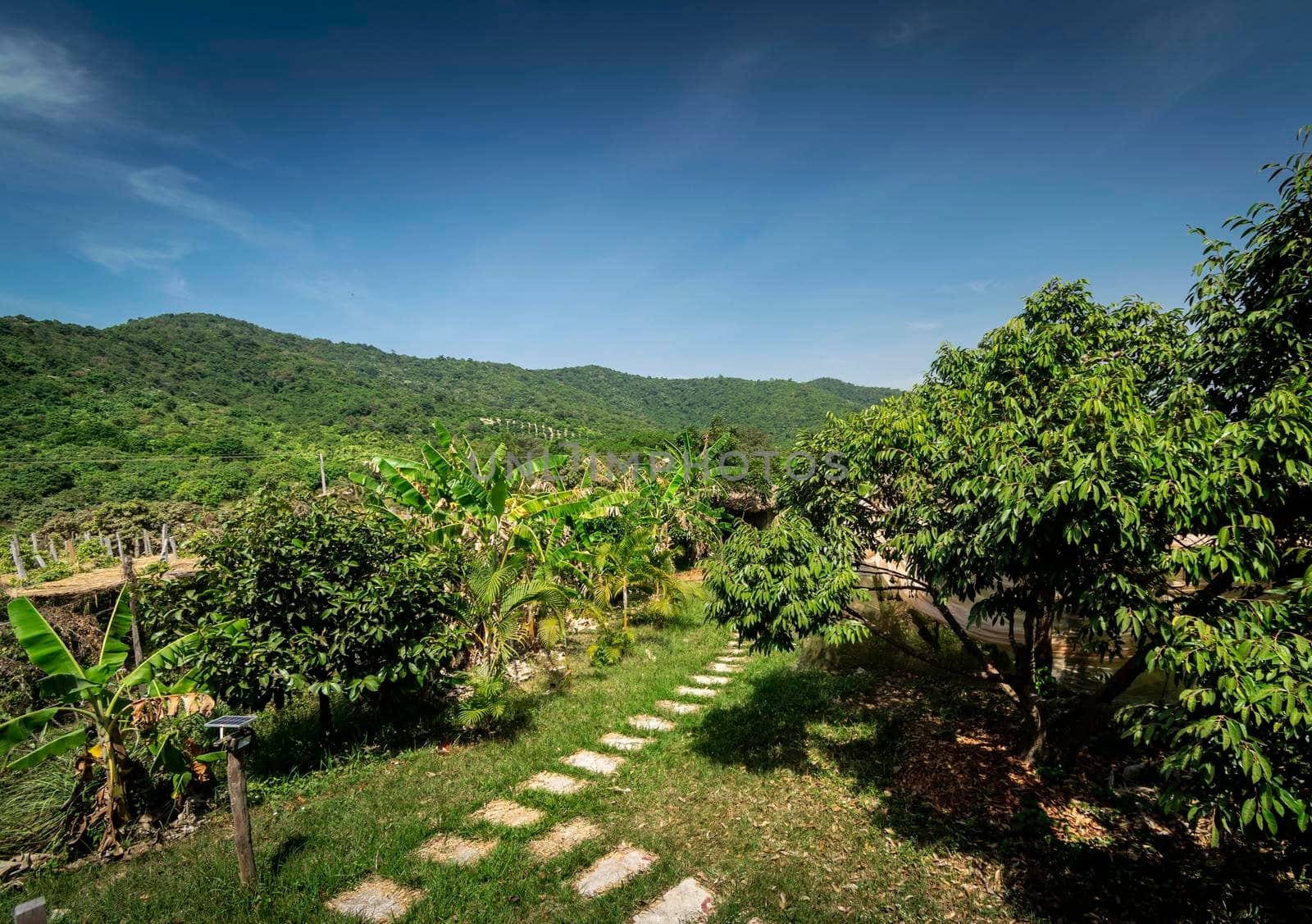 organic tropical fruit farm plantation scenic view on sunny day near kampot cambodia