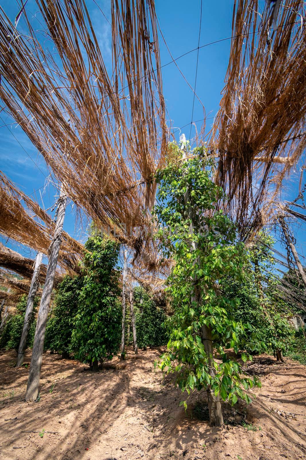 peppercorn trees growing in organic natural pepper farm   kampot cambodia