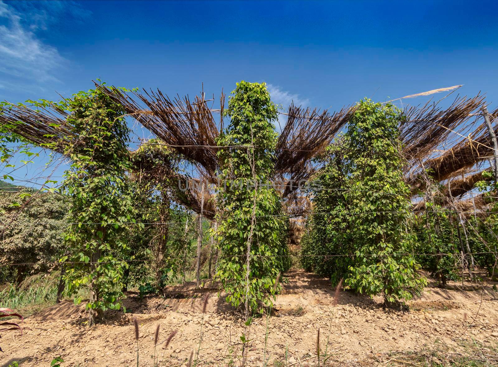 peppercorn trees growing in organic natural pepper farm   kampot cambodia by jackmalipan