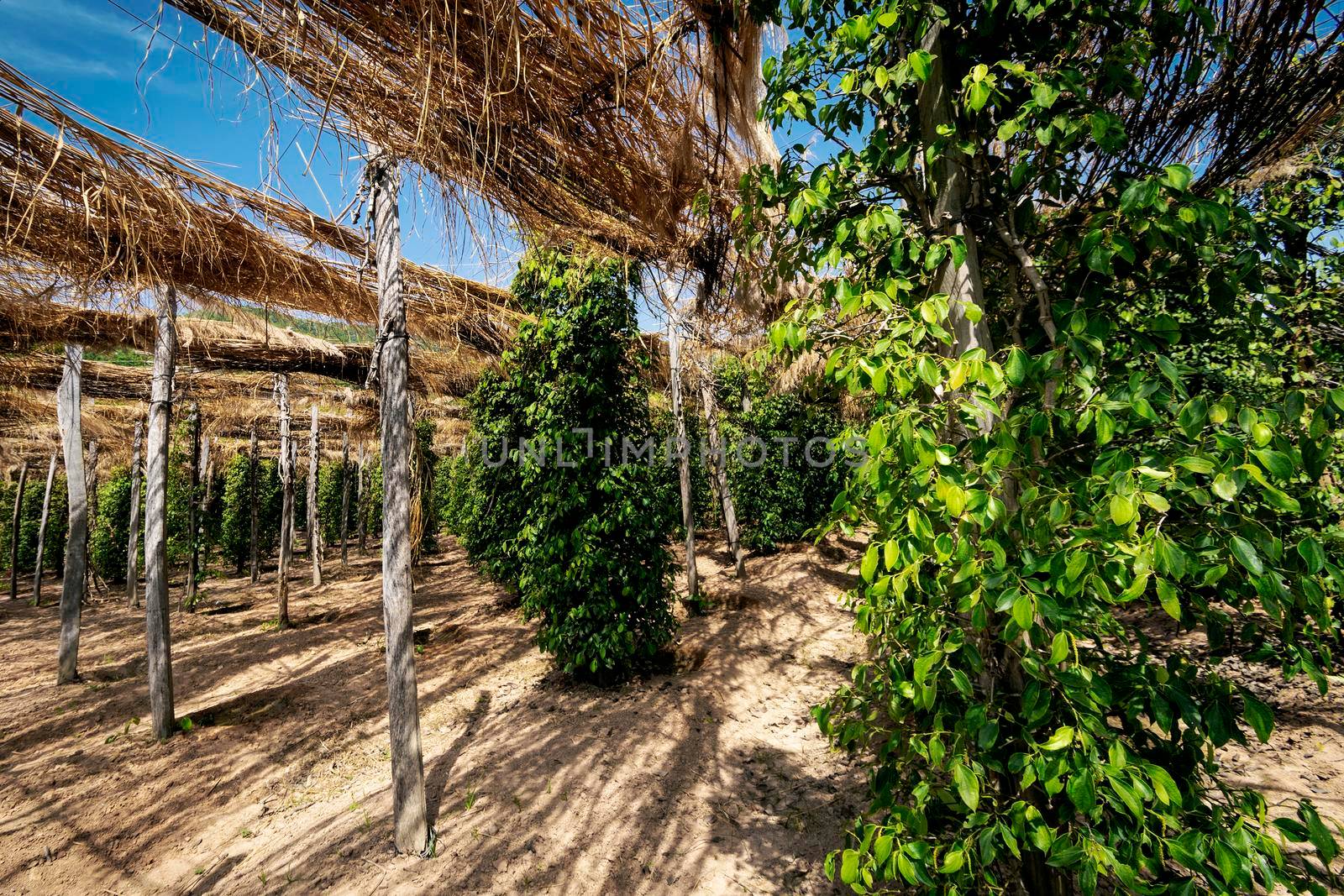 peppercorn vines growing in organic pepper farm in kampot cambodia by jackmalipan