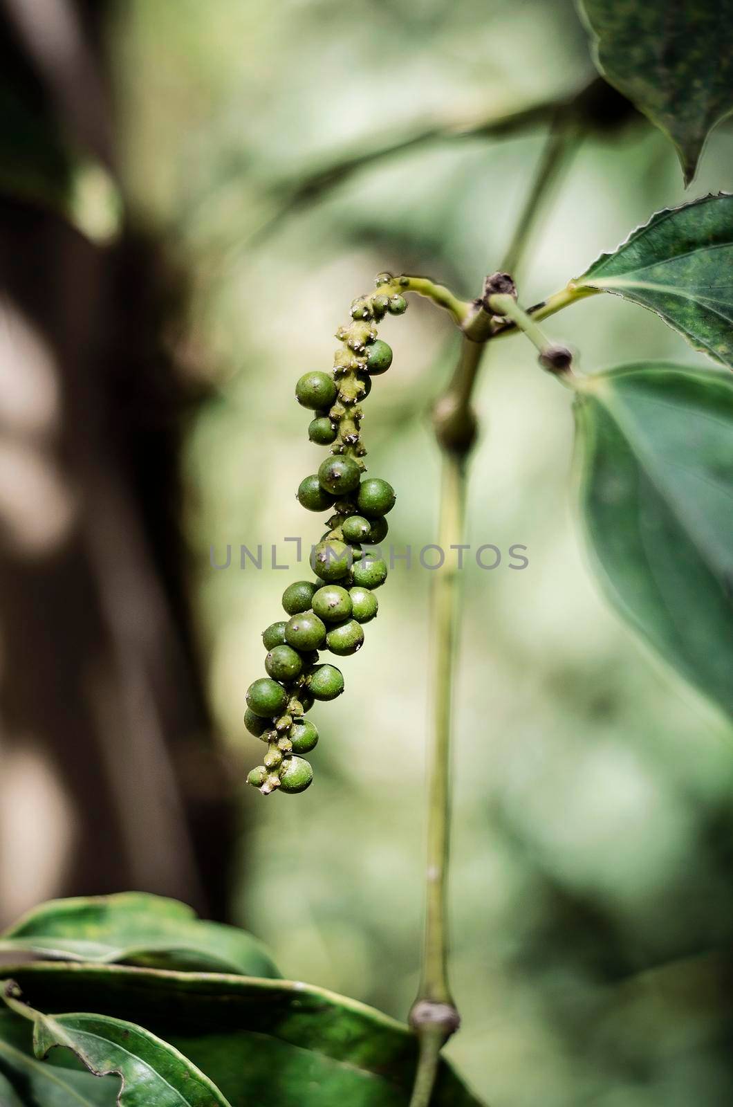 organic peppercorn pods on pepper vine plant in kampot cambodia by jackmalipan