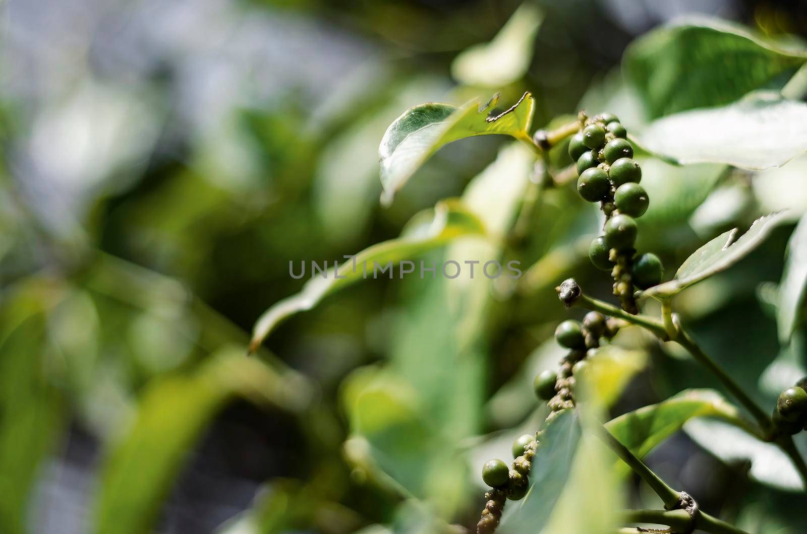 organic peppercorn pods on pepper vine plant in kampot cambodia by jackmalipan
