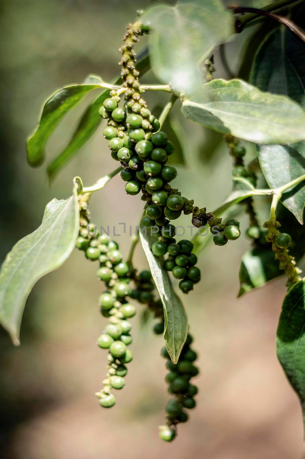 organic peppercorn pods on pepper vine plant in kampot cambodia by jackmalipan