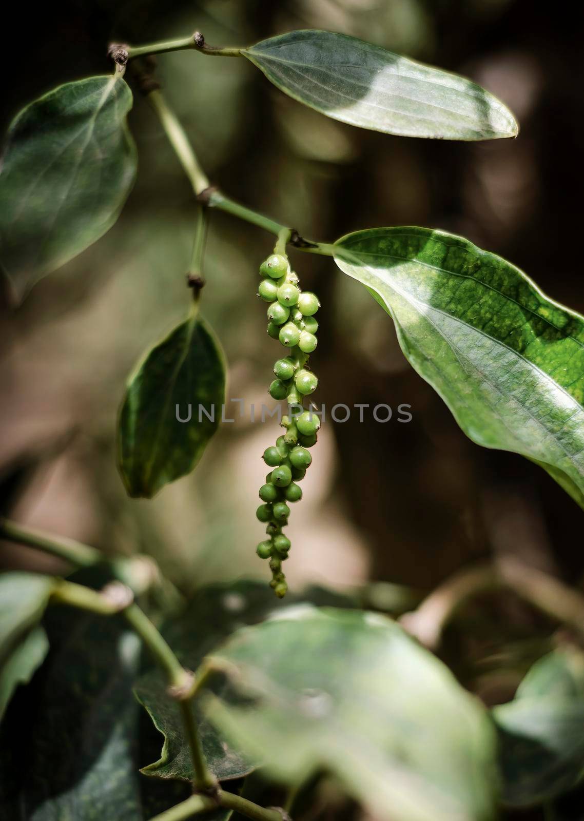 organic peppercorn pods on pepper vine plant in kampot cambodia by jackmalipan