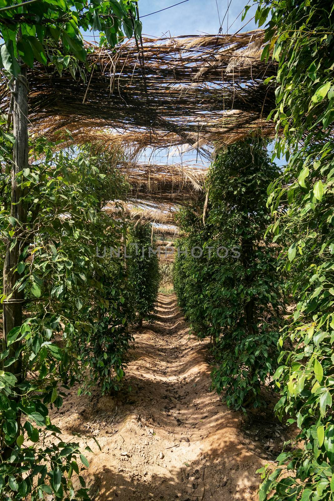 peppercorn vines growing in organic pepper farm in kampot province cambodia