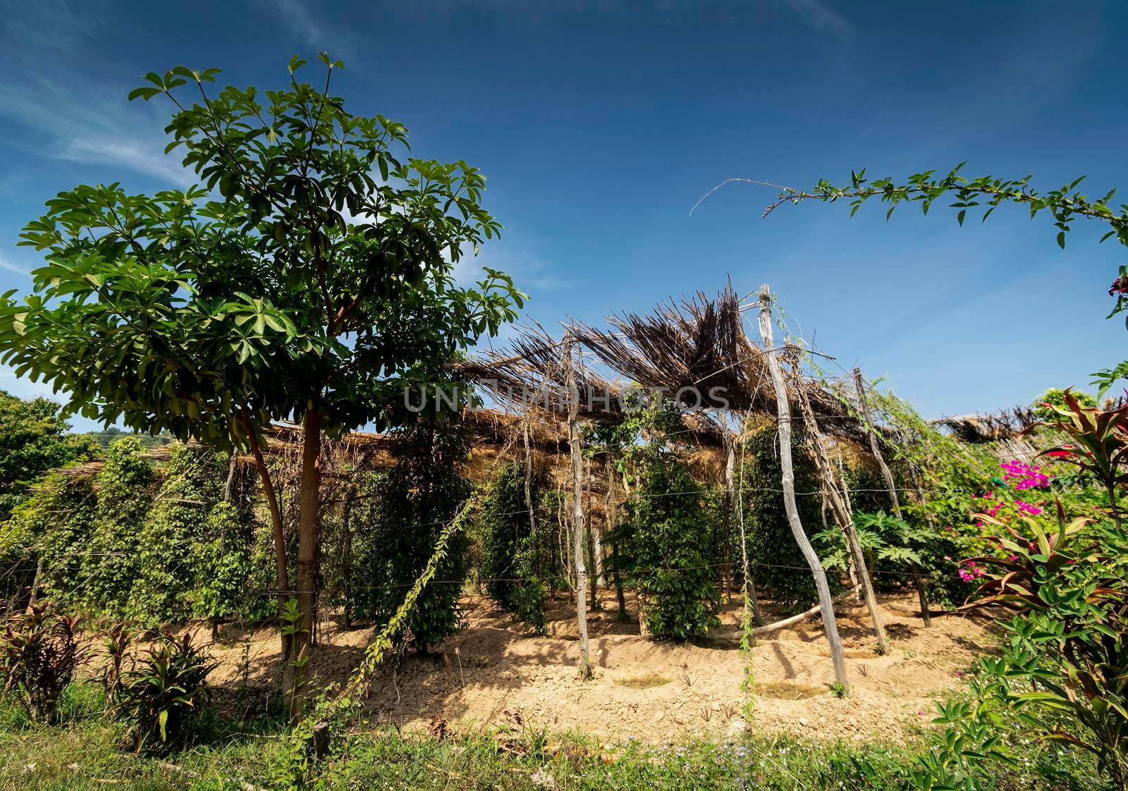 peppercorn vines growing in organic pepper farm in kampot province cambodia