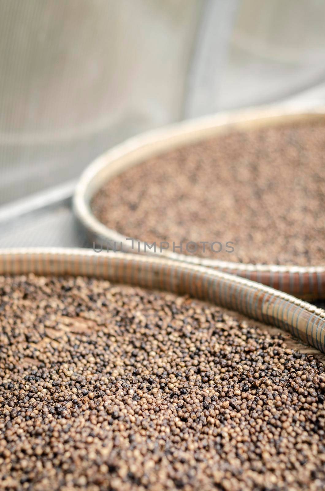 trays of kampot organic pepper in drying room in cambodia by jackmalipan