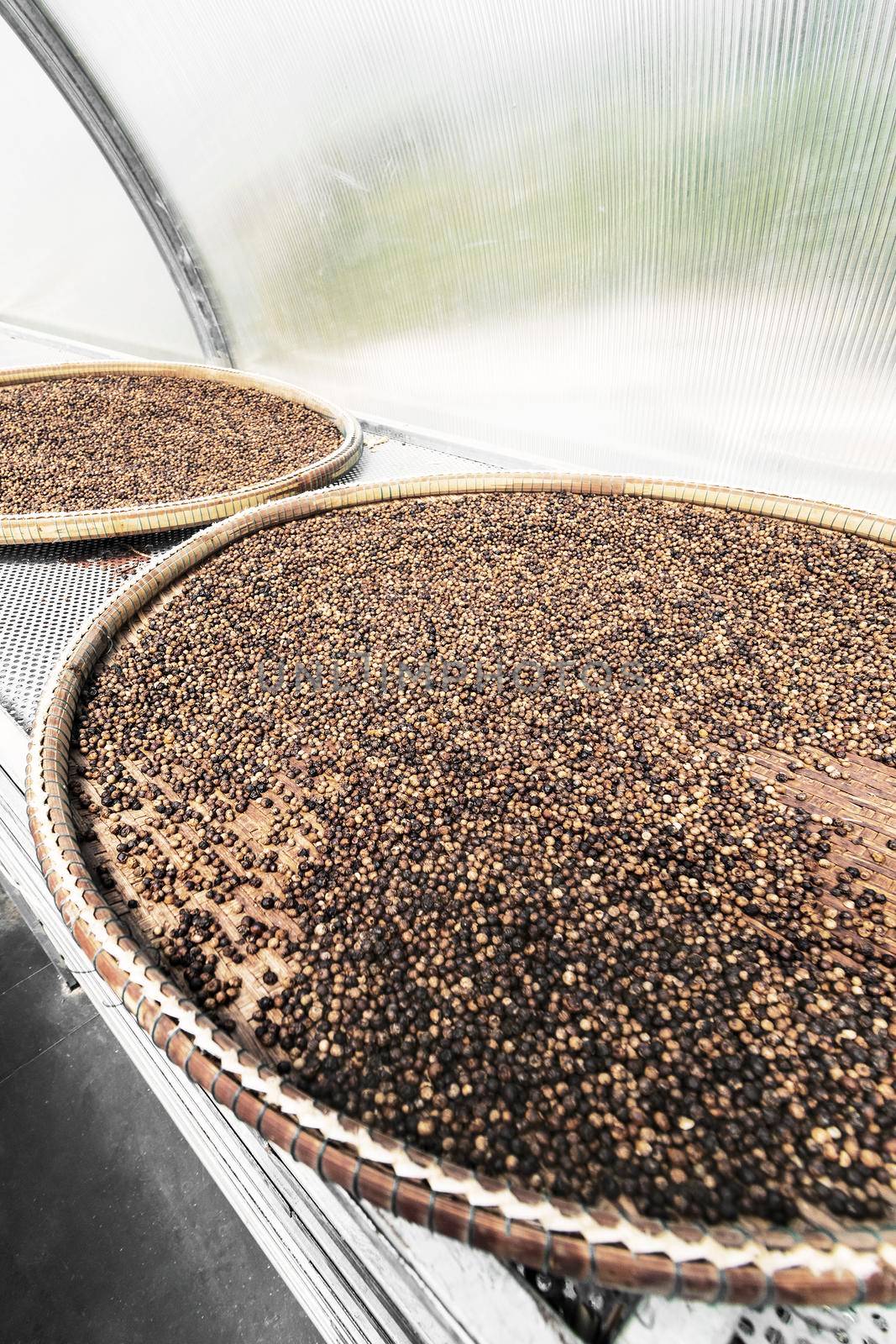 detail of trays of kampot organic pepper inside drying room in cambodia