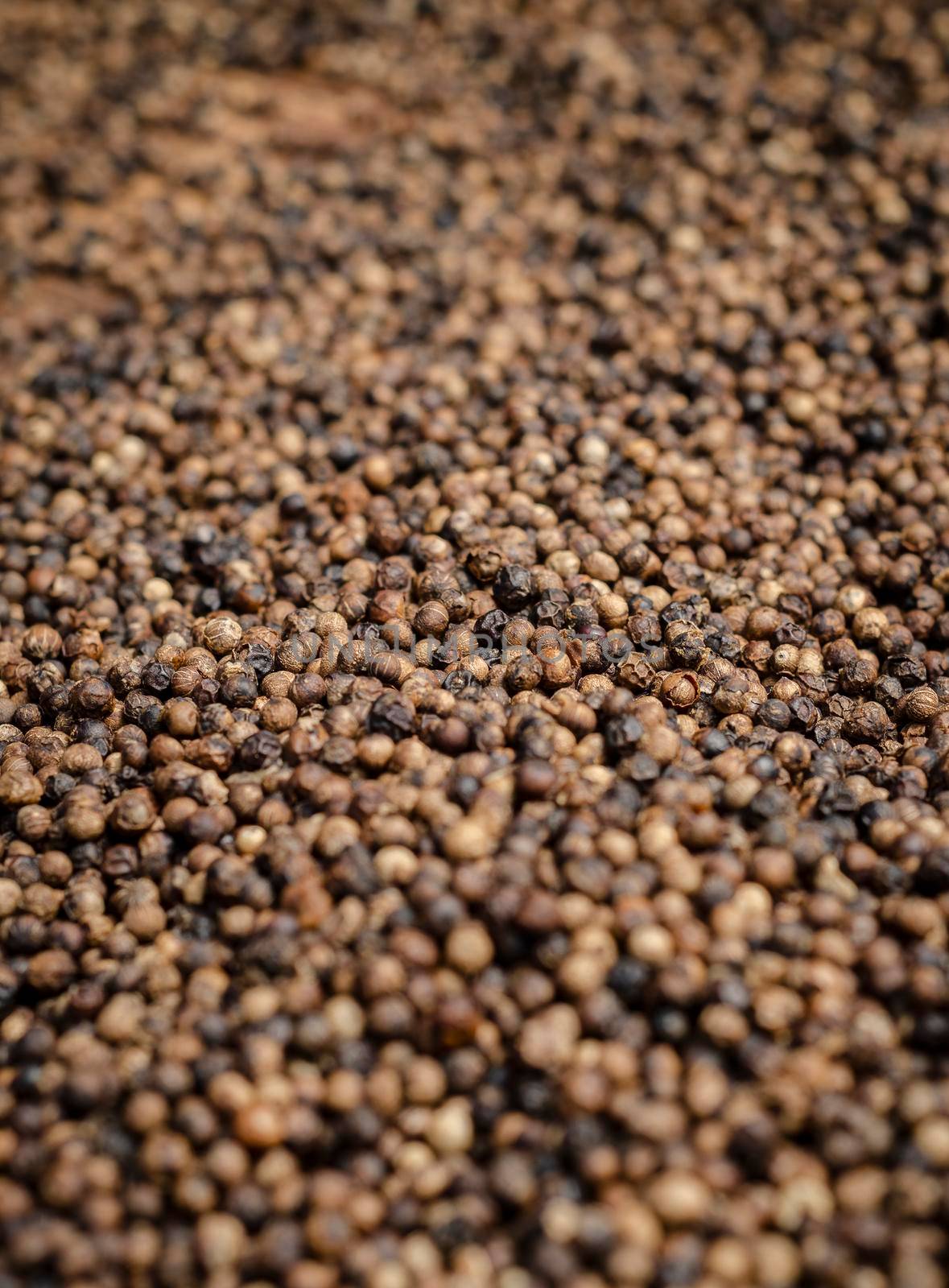 close-up of kampot pepper peppercorns drying in cambodia by jackmalipan