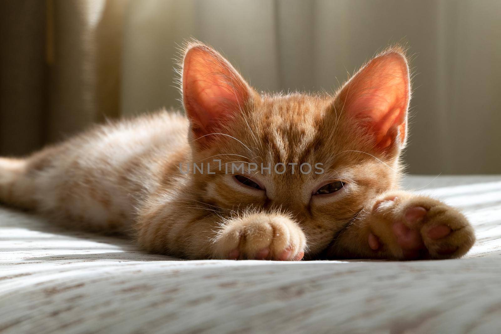 A small beautiful red tabby kitten falls asleep on the couch by OlgaGubskaya