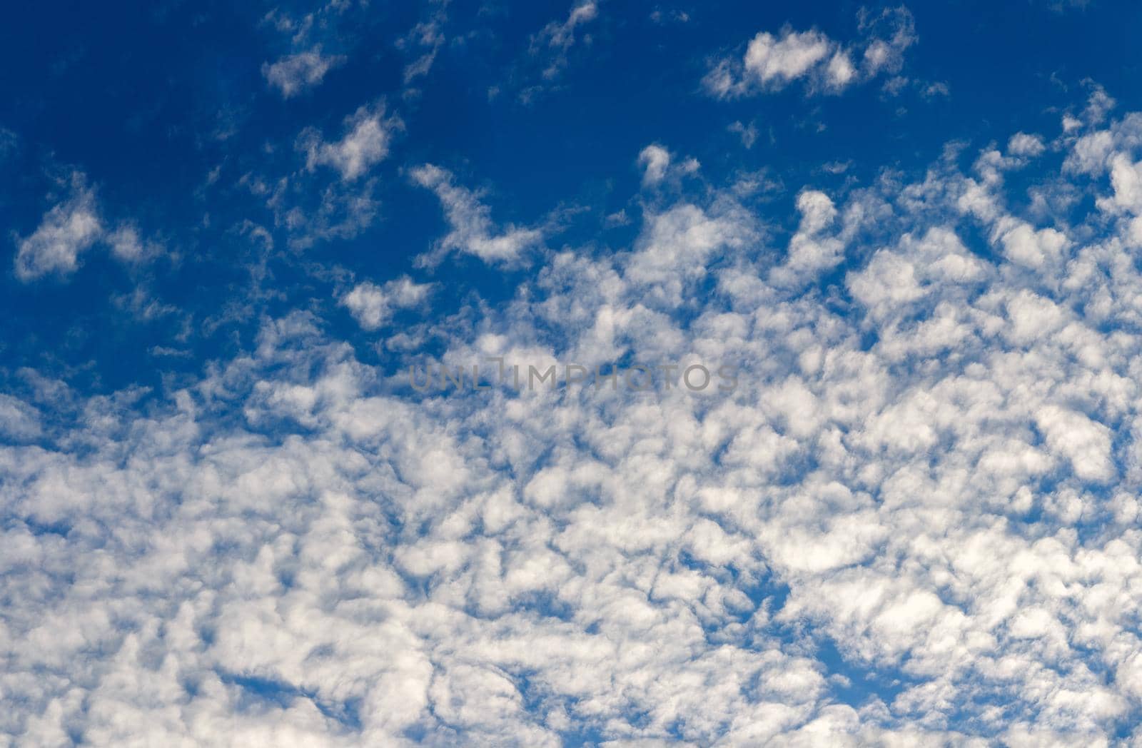 white evening altocumulus clouds on blue sky full frame background by z1b