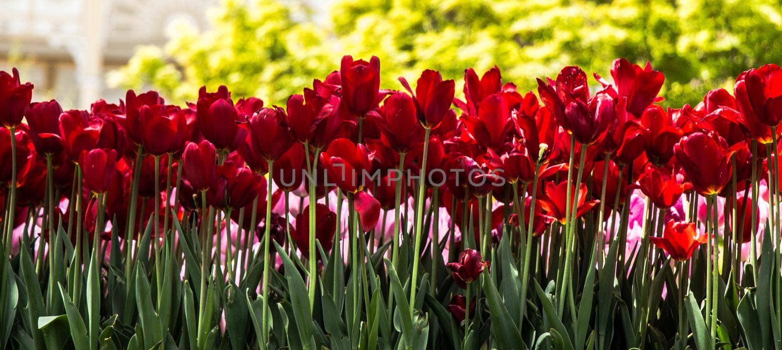 Blooming tulips  flowers in  as  floral plant  background