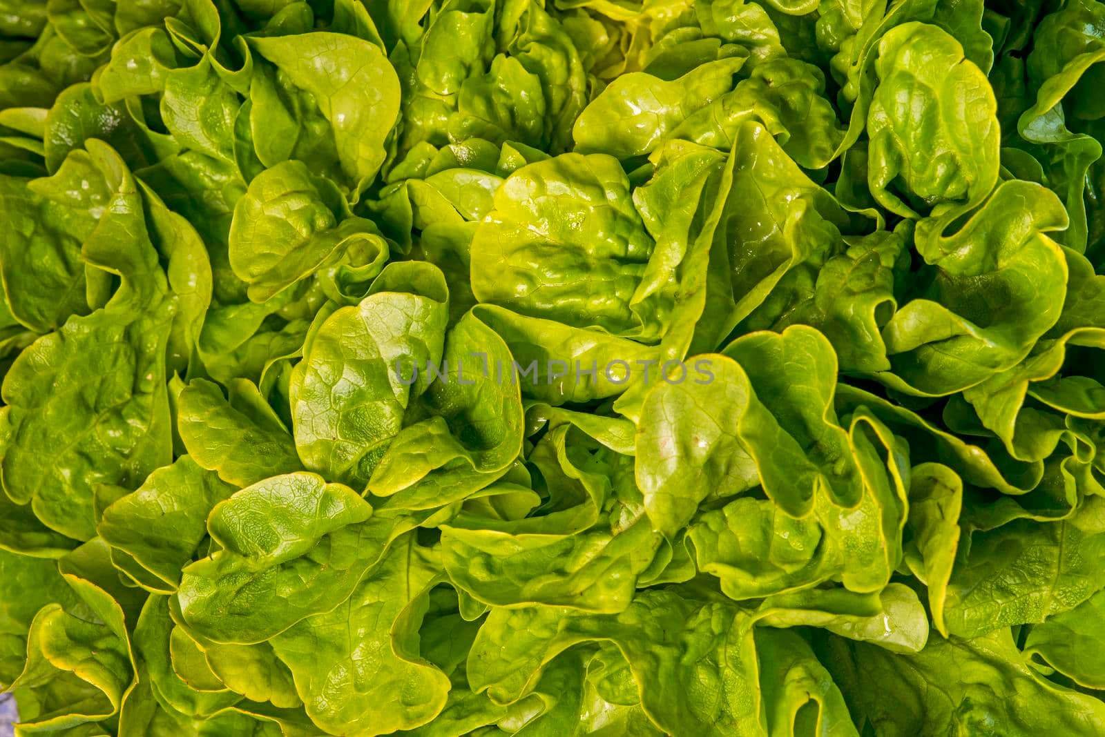 green salad in a closeup