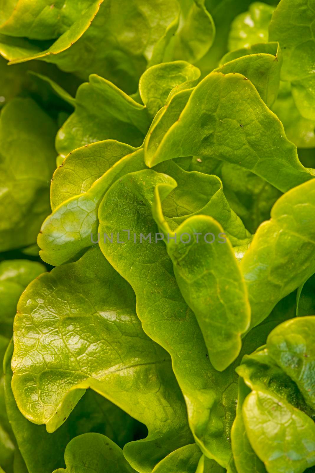 green salad in a closeup