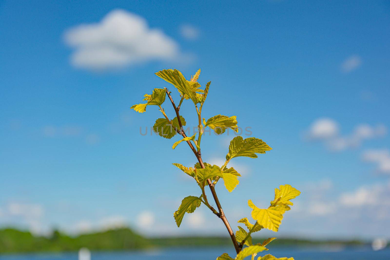 Green branch on a blurred background with bokeh elements by Grommik