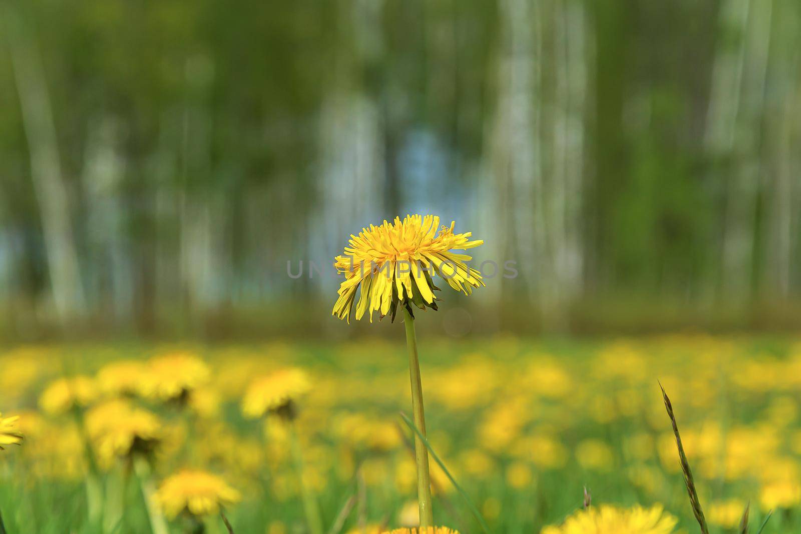 Yellow dandelion flower on a blurred background with bokeh elements by Grommik