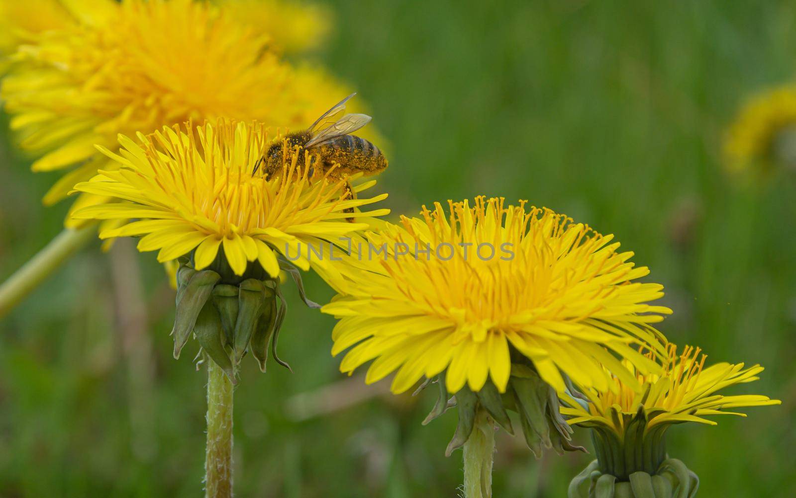 Bee on a yellow dandelion flower on a blurred background with bokeh elements. Stock photography.