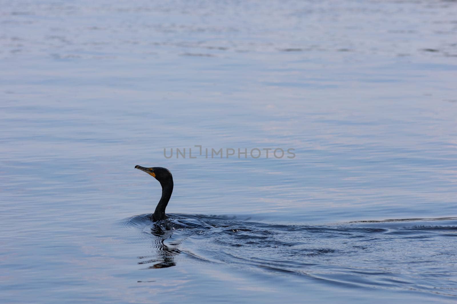 A double-crested cormorant (Phalacrocorax auritus) is swimming across the blue surface of the Ottawa River. The bird's dark head and neck can be seen above the water, as most of its body is submerged.