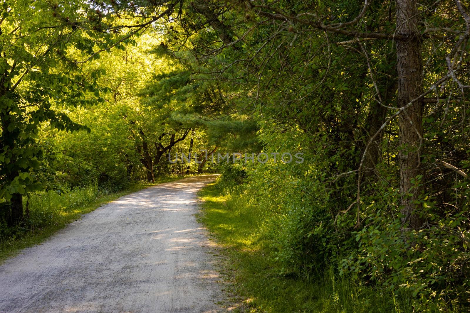 A gravel path used as a cycling and walking trail curves through the bright green foliage of the woods with golden light illuminating patches ahead.