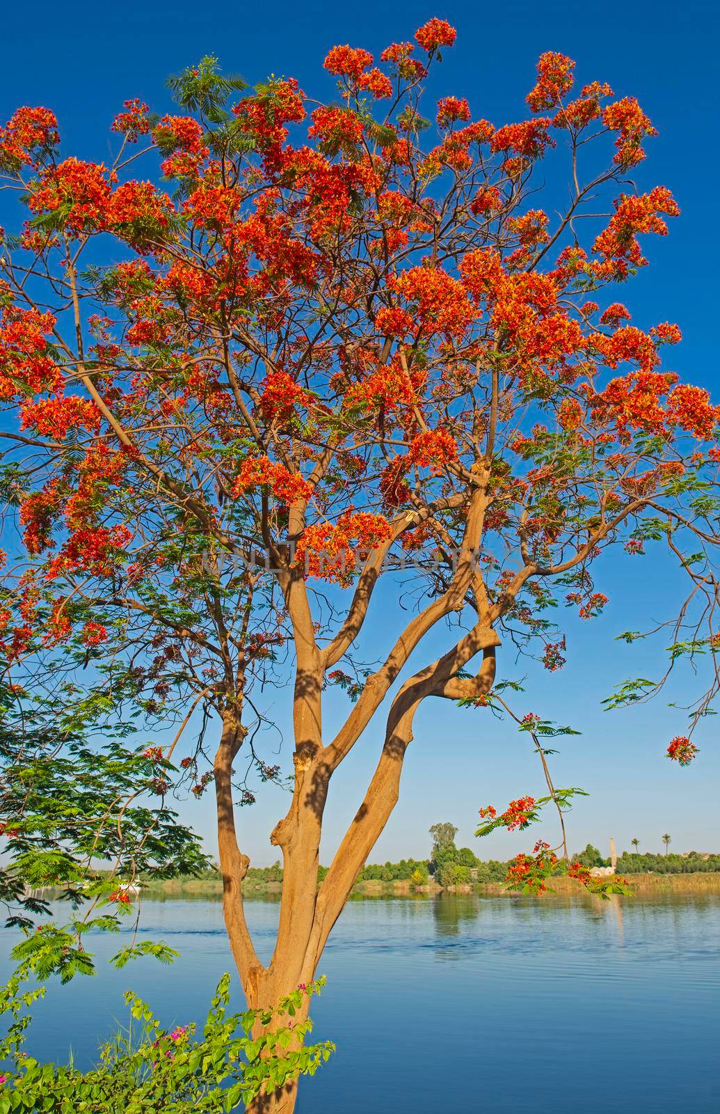 Orange carob tree ceratonia siliqua flowers against blue sky and large river background