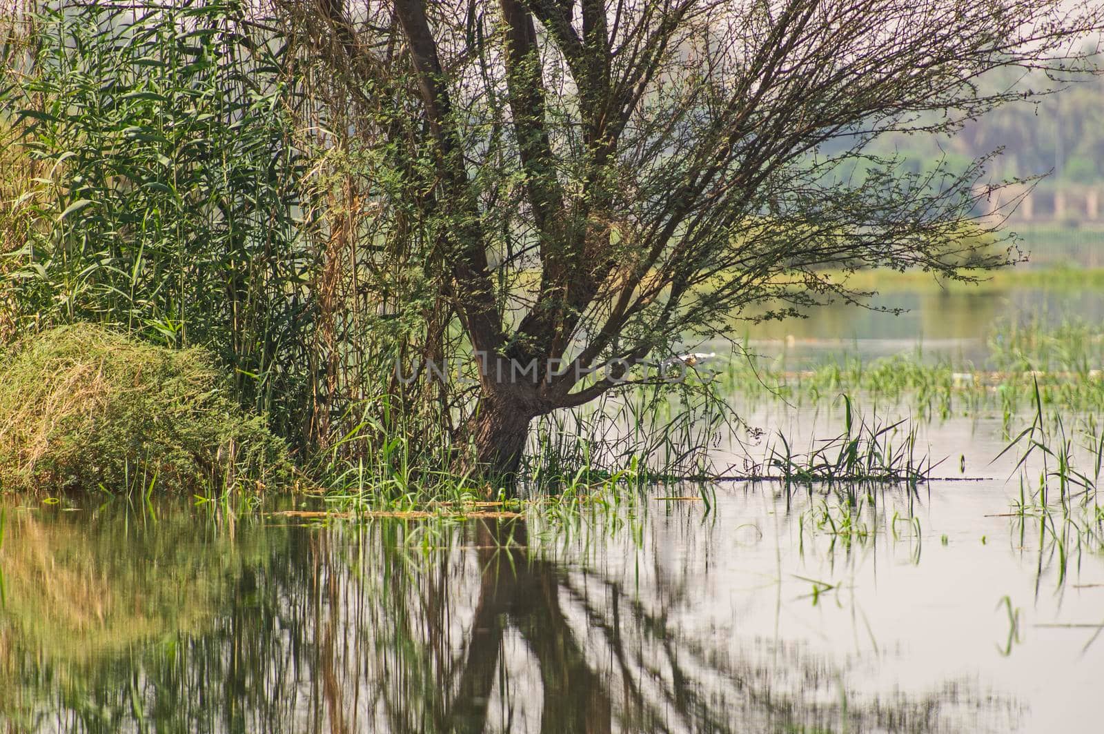 Tree during summer in rural flooded grassy field meadow countryside landscape setting with reflection in water