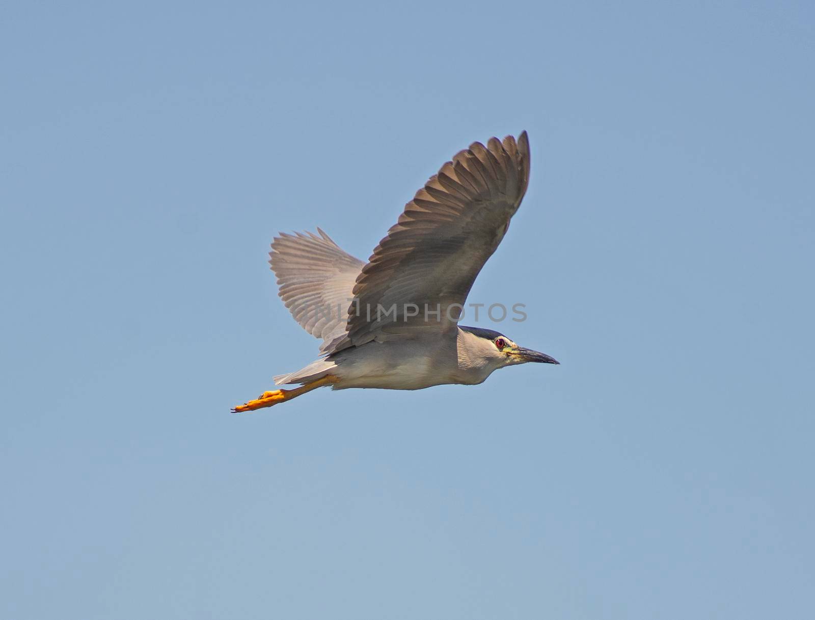 Black-crowned night heron nycticorax nycticorax in flight against blue sky background with minaret tower