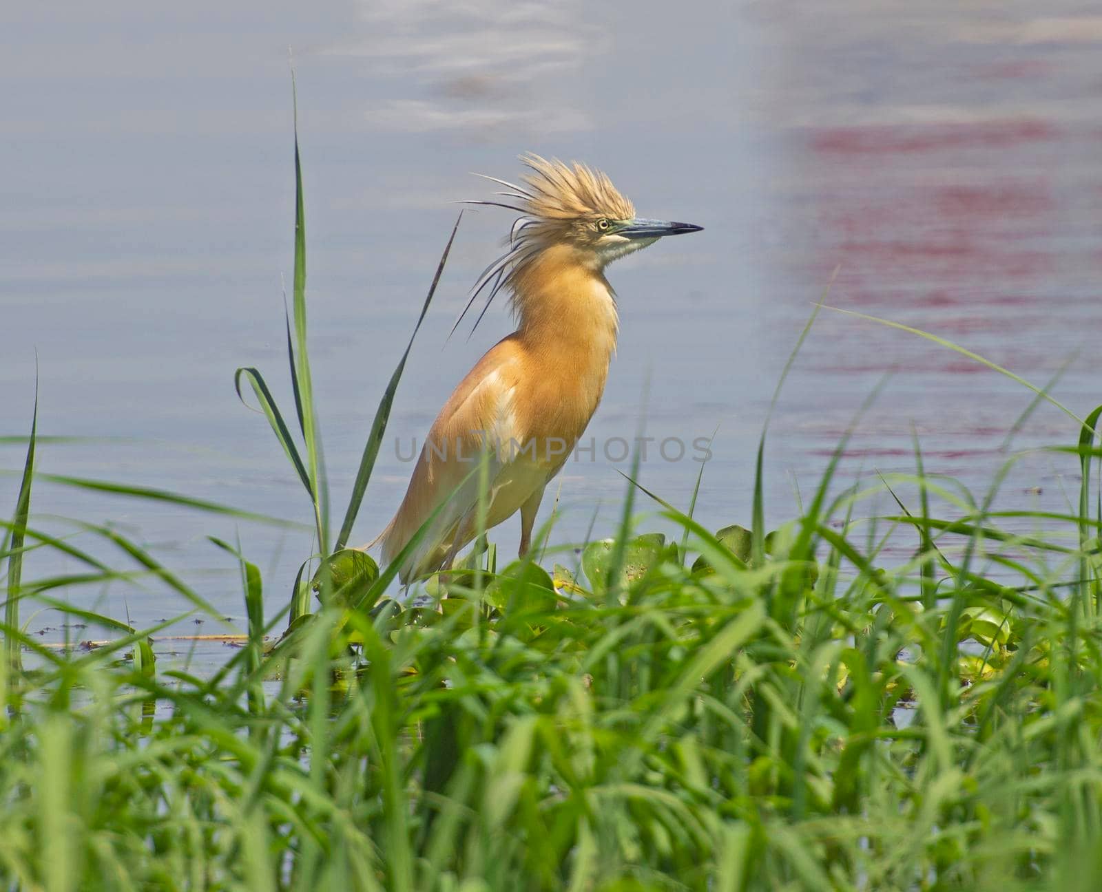 Squacco heron ardeola ralloides stood on edge of river bank wetlands in grass reeds with head crest raised displaying aggression