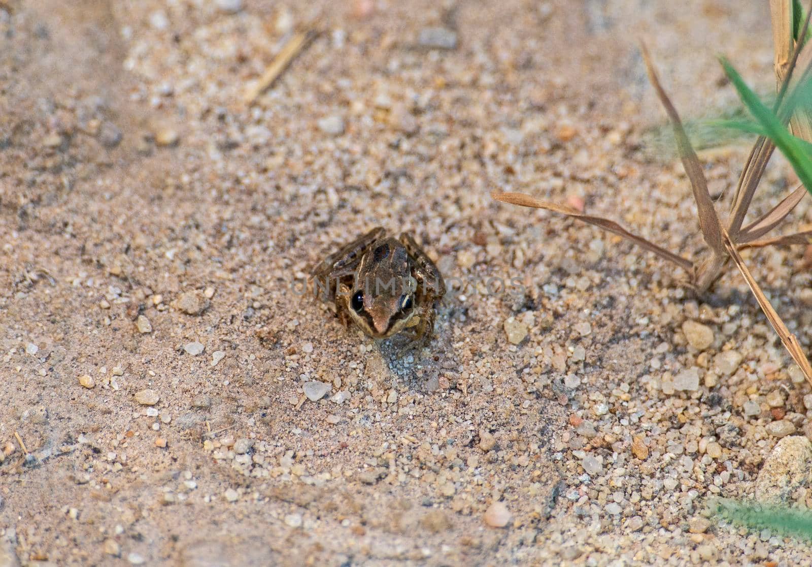 Close-up of small nile ridged frog ptychadena nilotica on stony ground in garden