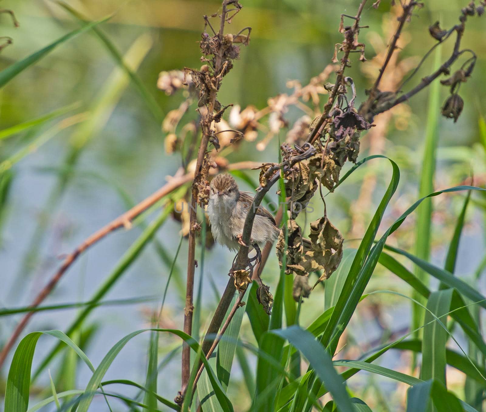 Eurasian reed warbler acrocephalus scirpaceus stood in grass reeds of river bank wetland