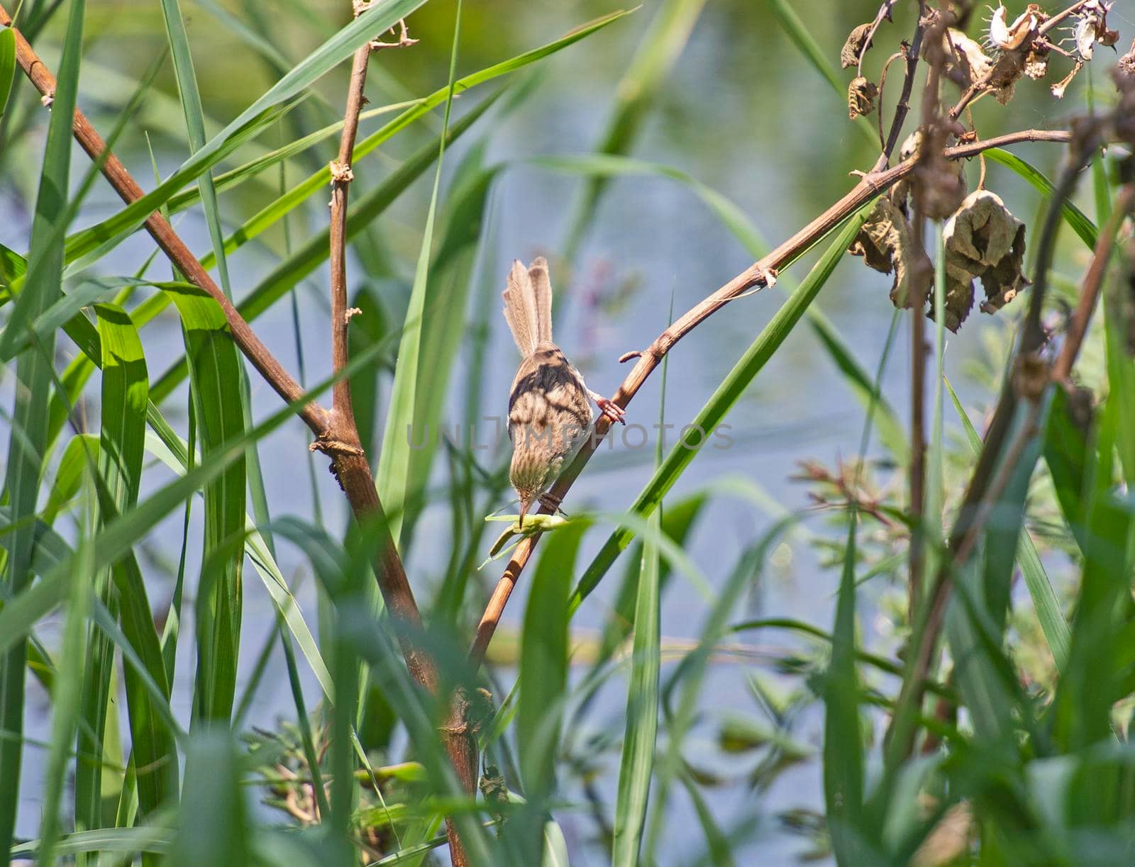 Eurasian reed warbler acrocephalus scirpaceus stood in grass reeds of river bank wetland feeding on grasshopper