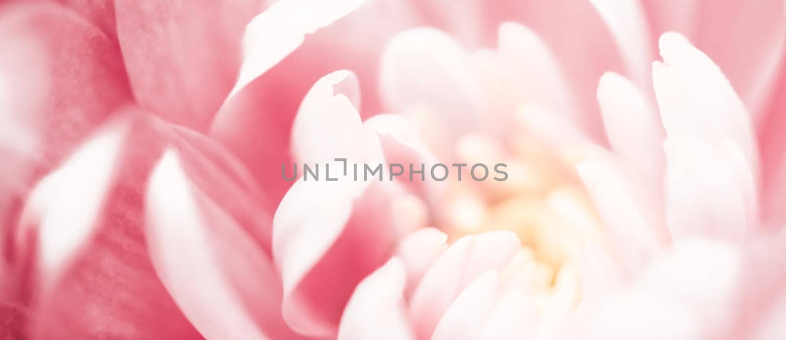 Flora, branding and love concept - Pink daisy flower petals in bloom, abstract floral blossom art background, flowers in spring nature for perfume scent, wedding, luxury beauty brand holiday design