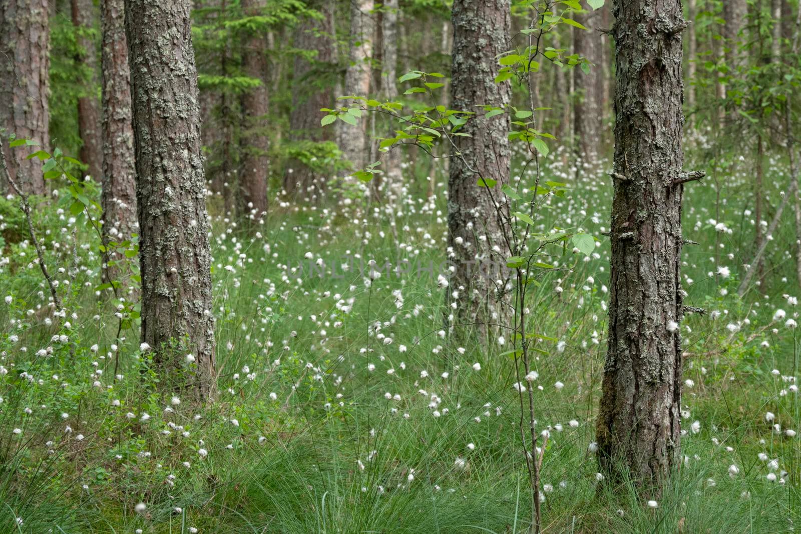 Tall spring grass and white flowers in a shadow forest.