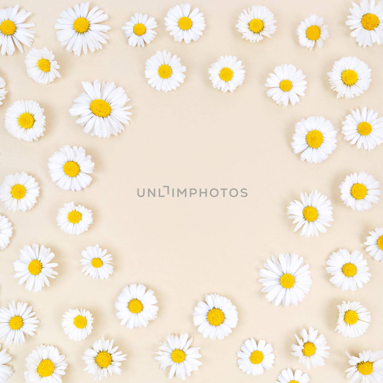 Chamomile flowers on a beige background with round copy space in the middle.