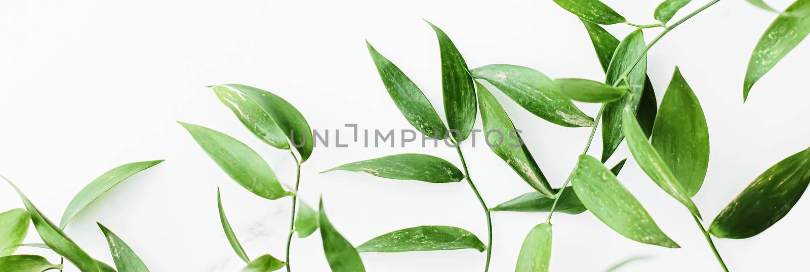 Green leaves on white background as botanical frame flatlay, eco design and spring nature flat lay concept