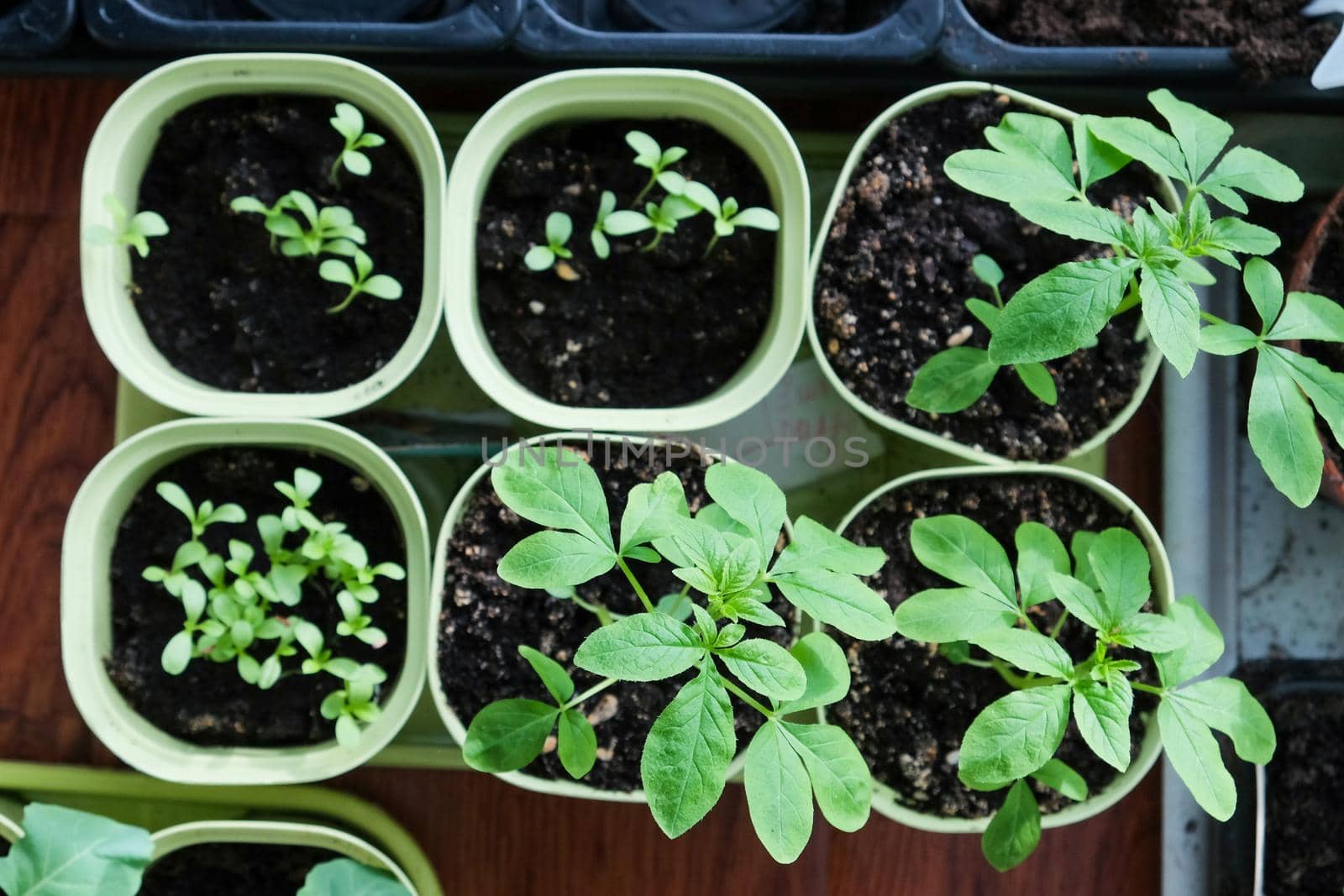 Seedlings growing in plastic cups at home kitchen.