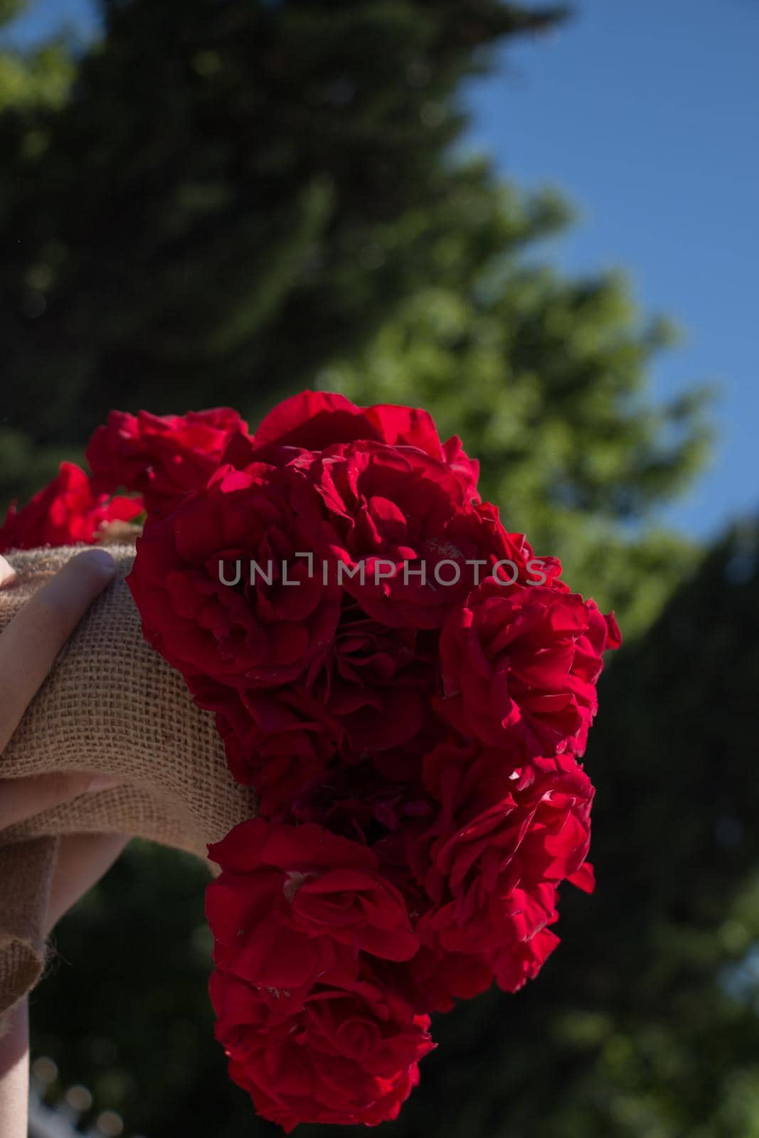 Beautiful roses wrapped with canvas in hand by berkay