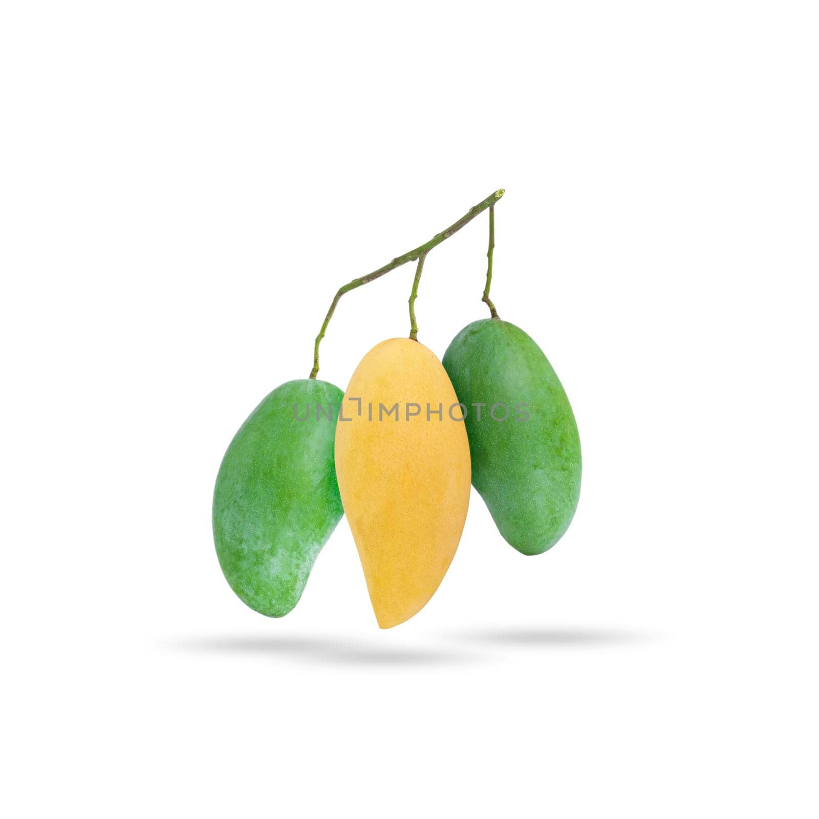 Yellow ripe mango and green raw mango in the same branch on white background by wattanaphob