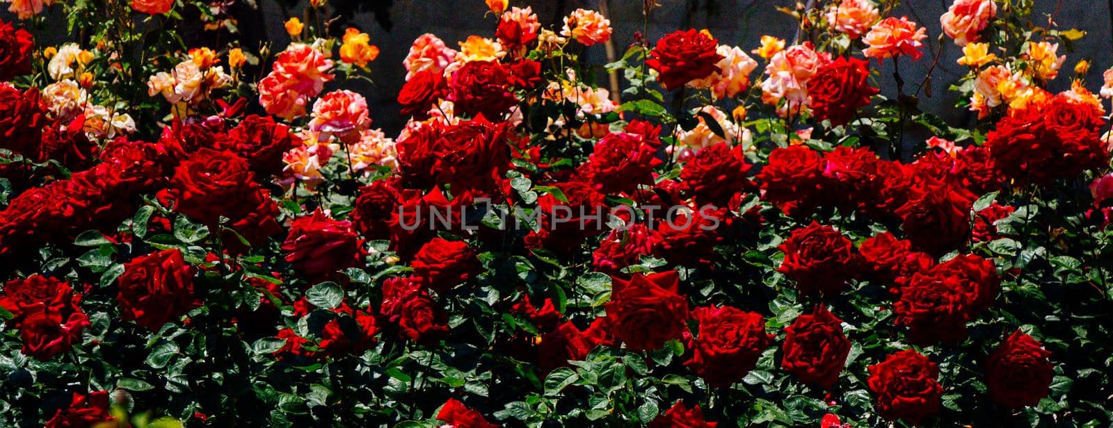 Beautiful fresh roses as a spring background

 by berkay