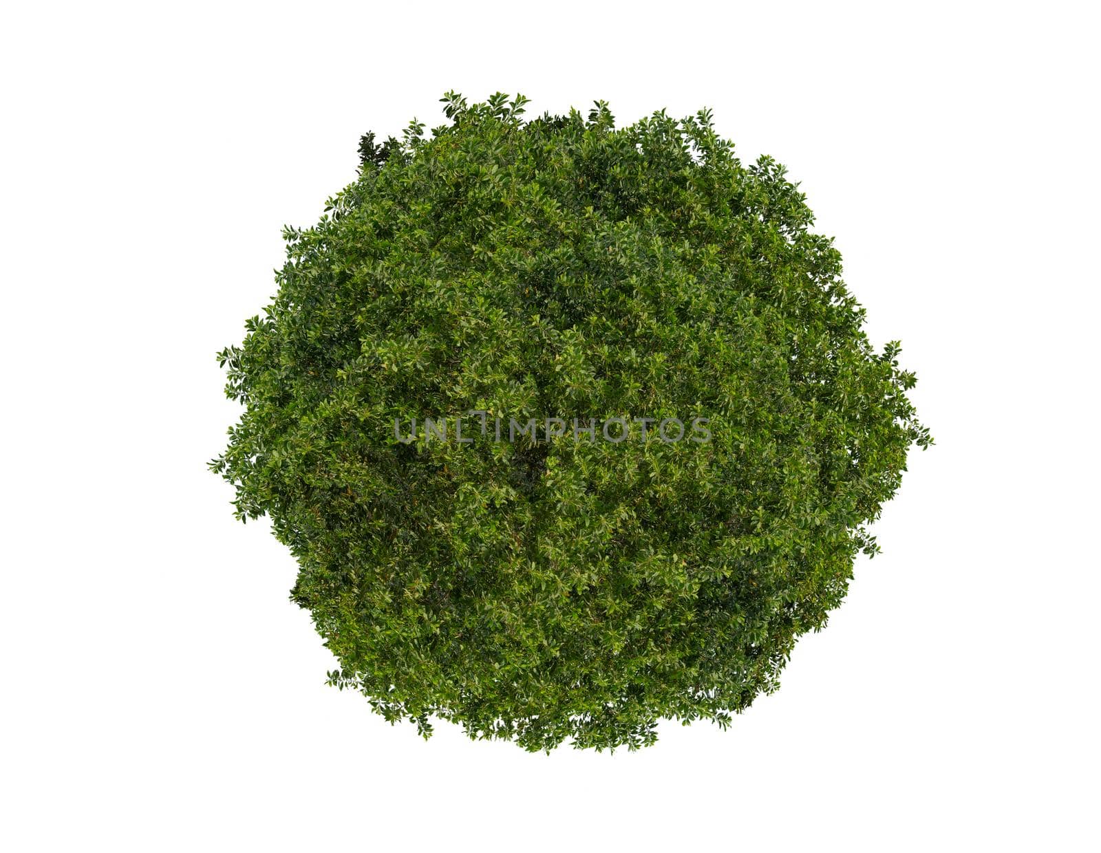 Green leaves circle isolated on white